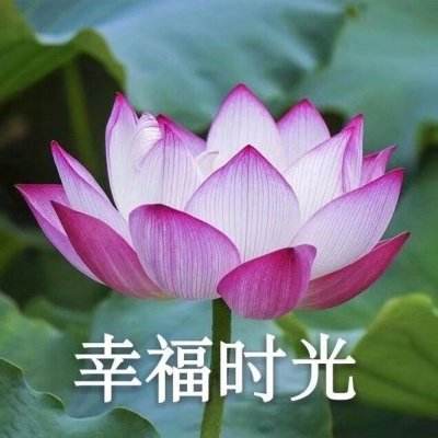 暗号瞳手游下载
